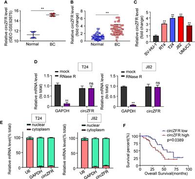 Circ-ZFR Promotes Progression of Bladder Cancer by Upregulating WNT5A Via Sponging miR-545 and miR-1270